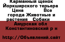 Карманный щенок Йоркширского терьера › Цена ­ 30 000 - Все города Животные и растения » Собаки   . Амурская обл.,Константиновский р-н